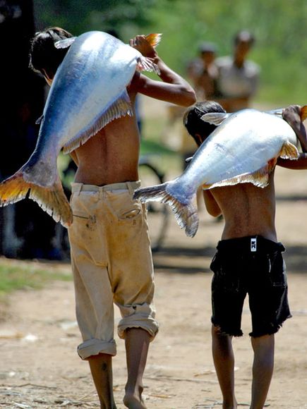 Peces gigantes en todo el mundo 9