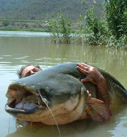 Peces gigantes en todo el mundo 12