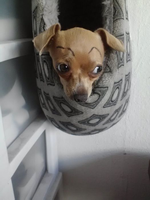 Si los perros tienen cejas...