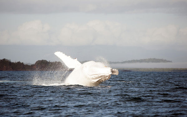 Ballena jorobada rara descubierta en Australia 3