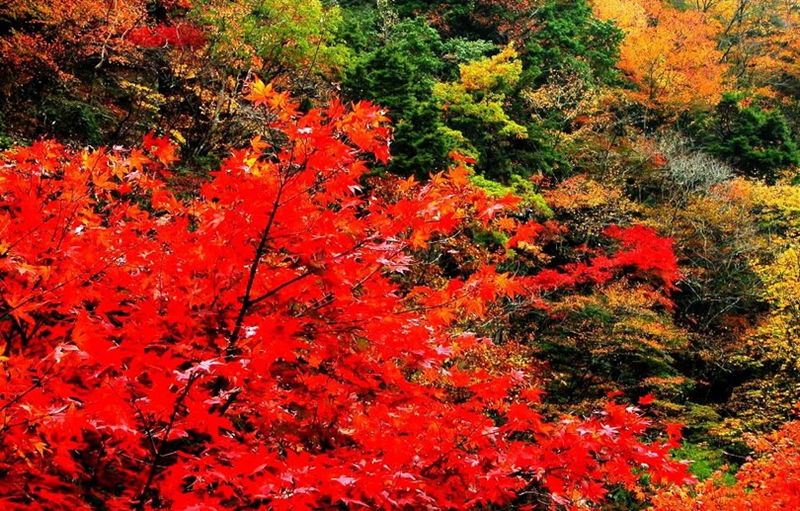 La Colina Perfumada de Beijing, mejor destino para apreciar hojas rojas en otoño2