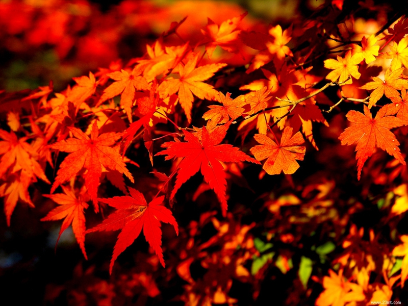 La Colina Perfumada de Beijing, mejor destino para apreciar hojas rojas en otoño4