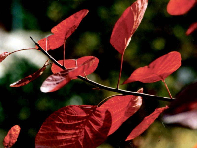 La Colina Perfumada de Beijing, mejor destino para apreciar hojas rojas en otoño5