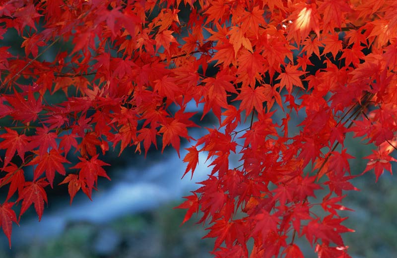 La Colina Perfumada de Beijing, mejor destino para apreciar hojas rojas en otoño6
