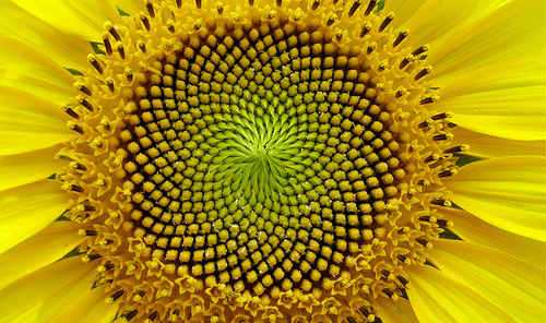 Semillas de girasol.