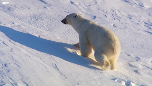 La BBC falsea las imágenes de vida salvaje todo el tiempo, según una cámara