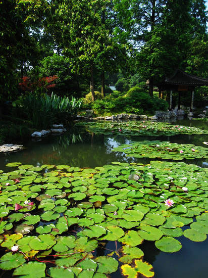 Hangzhou aroma osmanthus 6