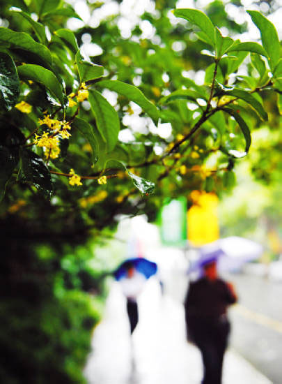 Hangzhou aroma osmanthus 7