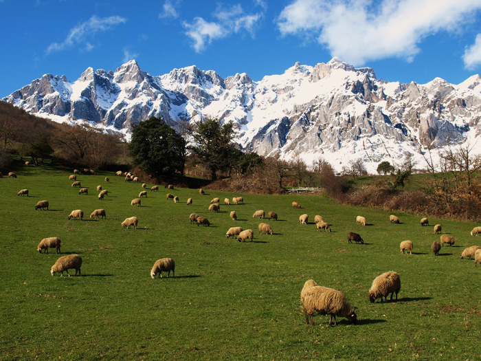 El parque nacional más hermoso de España —— Parque Nacional de los Picos de Europa 7