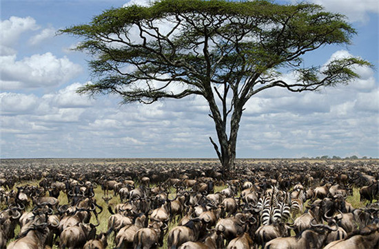 Parque Nacional del Serengeti, Tanzania