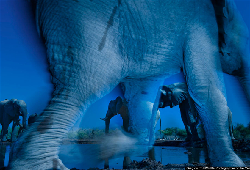 Presentan imágenes ganadoras del concurso de fotografía salvaje