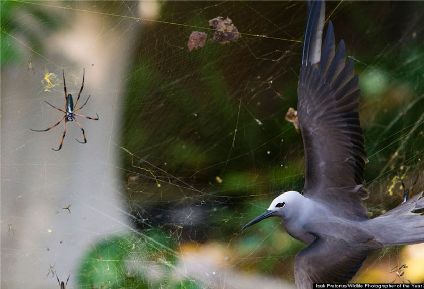 Presentan imágenes ganadoras del concurso de fotografía salvaje