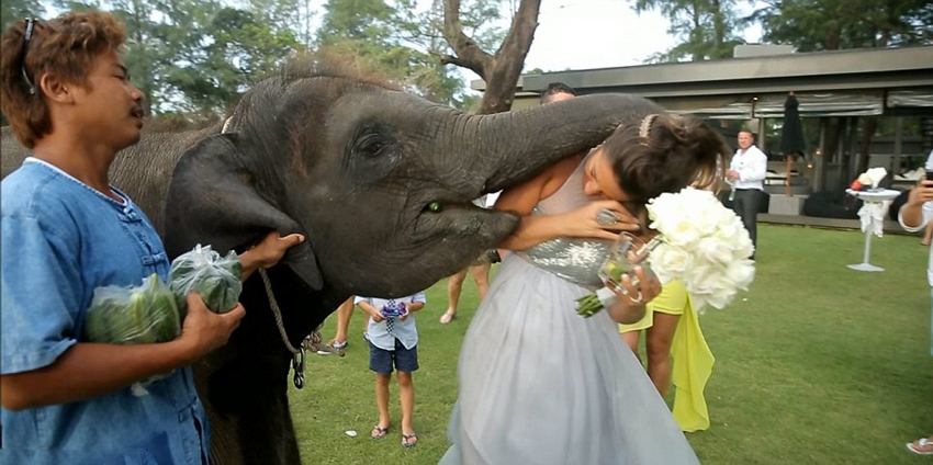 Elefante 'come' a la novia en una boda tailandesa