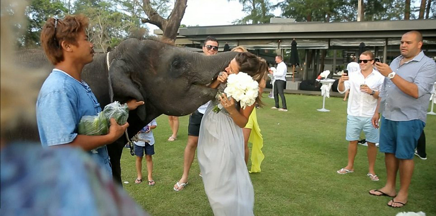 Elefante 'come' a la novia en una boda tailandesa3