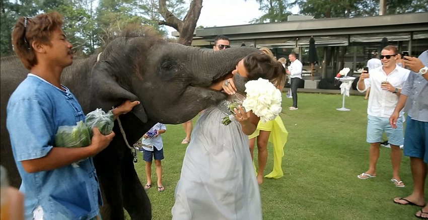 Elefante 'come' a la novia en una boda tailandesa4