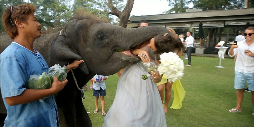 Elefante 'come' a la novia en una boda tailandesa5