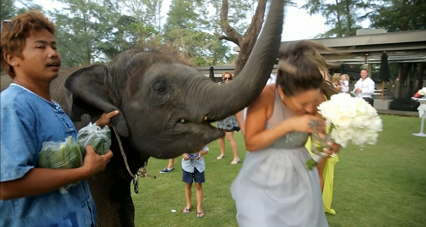 Elefante 'come' a la novia en una boda tailandesa6