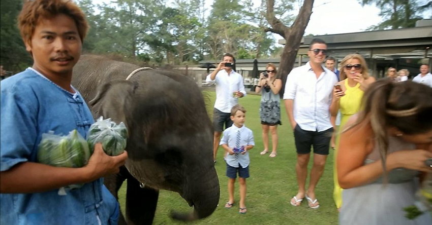 Elefante 'come' a la novia en una boda tailandesa7