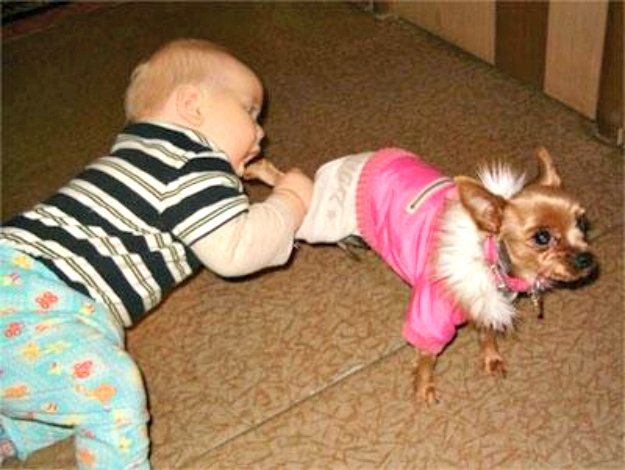 Fotos graciosas entre bebés y mascotas