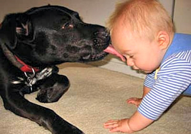 Fotos graciosas entre bebés y mascotas