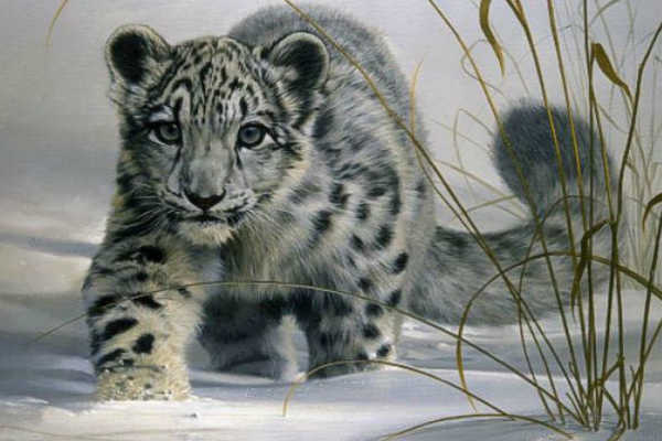 Leopardo de las Nieves: 