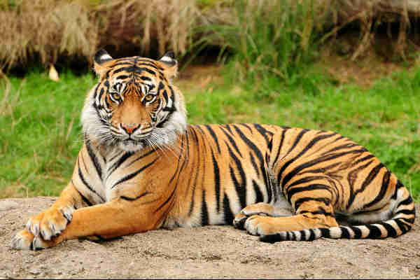 Tigre: