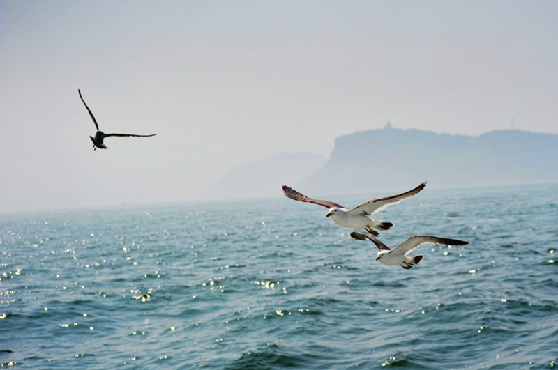 Isla Changdao, el paraíso de gaviotas en China2