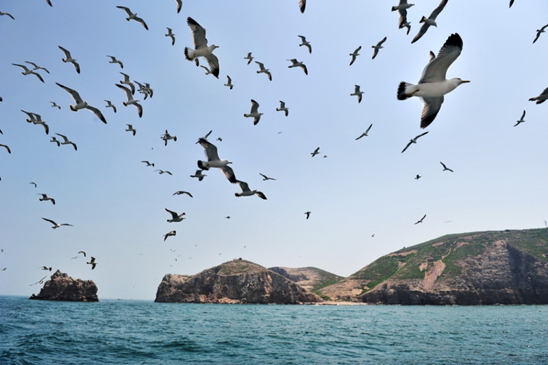 Isla Changdao, el paraíso de gaviotas en China3