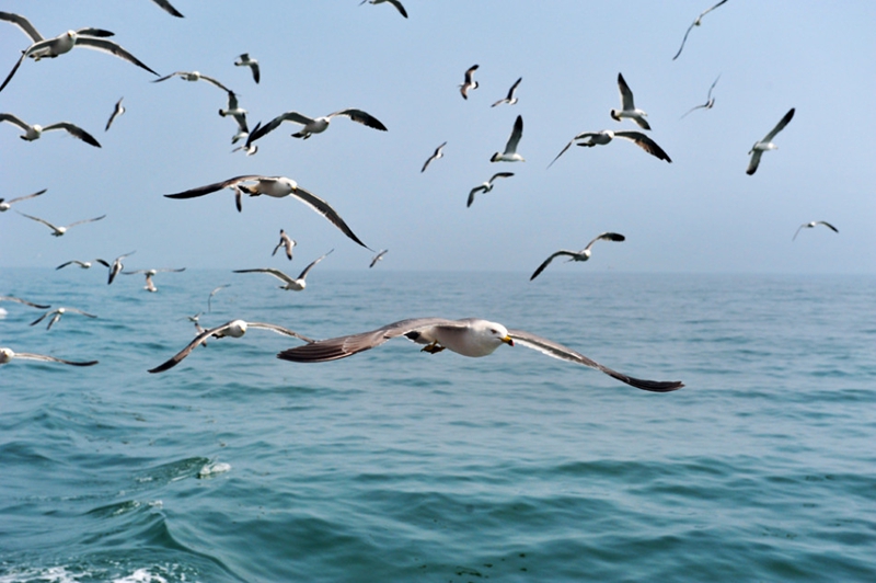 Isla Changdao, el paraíso de gaviotas en China4