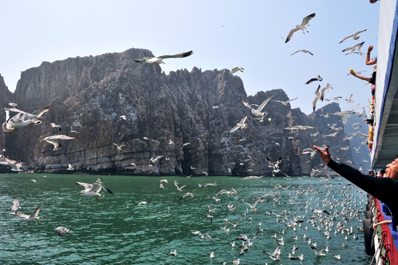 Isla Changdao, el paraíso de gaviotas en China5