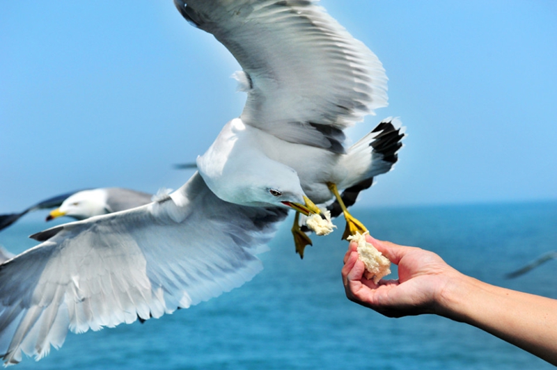 Isla Changdao, el paraíso de gaviotas en China6