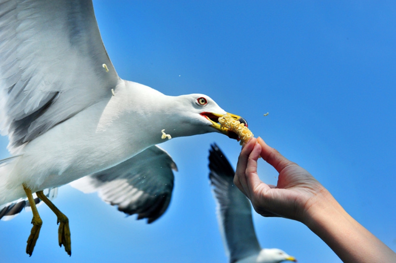 Isla Changdao, el paraíso de gaviotas en China7