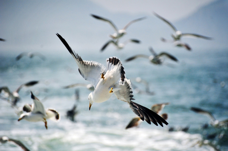 Isla Changdao, el paraíso de gaviotas en China89