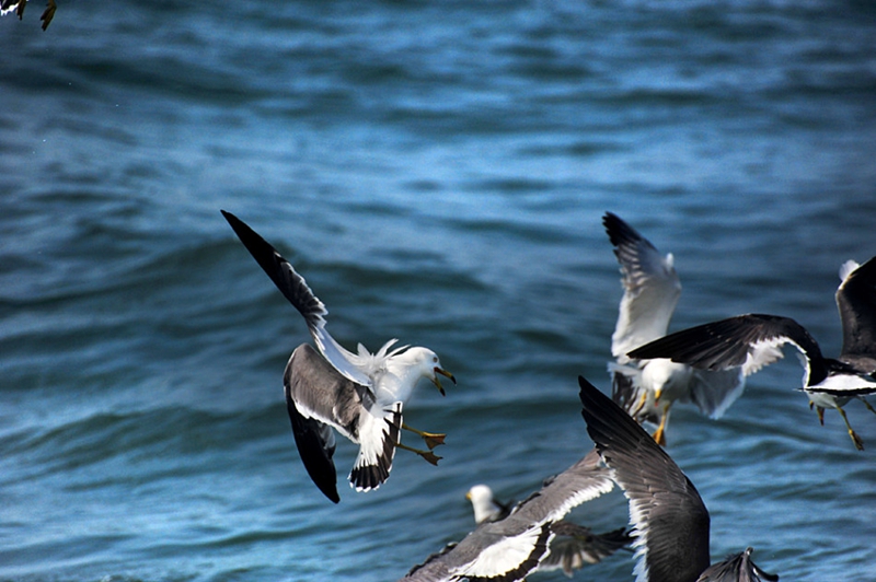 Isla Changdao, el paraíso de gaviotas en China9