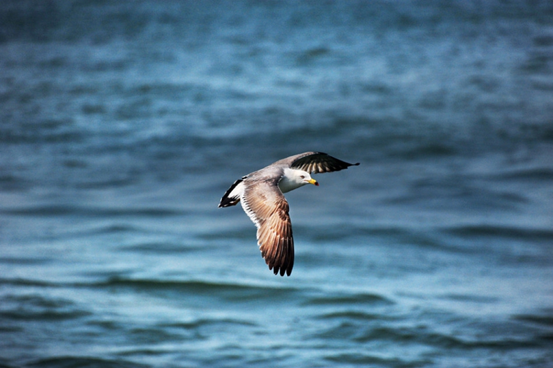 Isla Changdao, el paraíso de gaviotas en China10