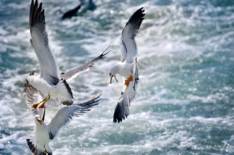 Isla Changdao, el paraíso de gaviotas en China11