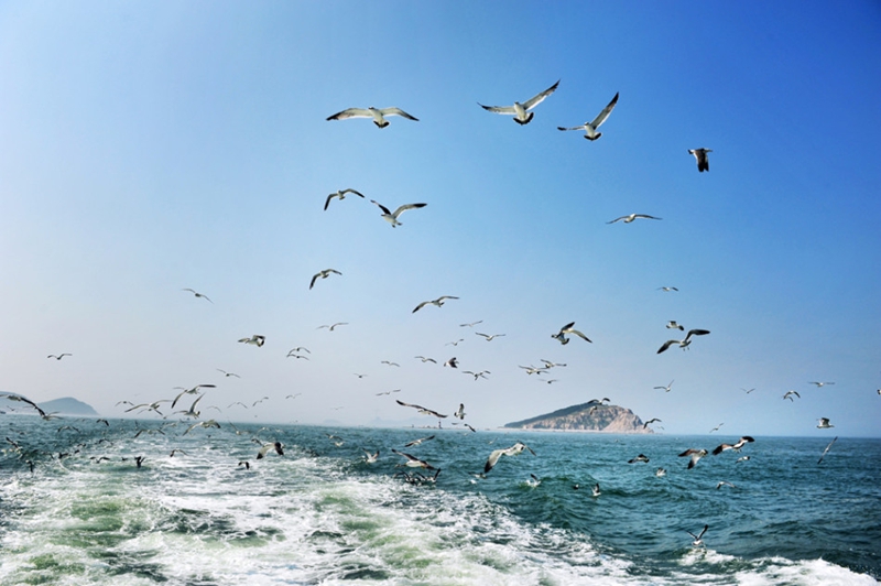 Isla Changdao, el paraíso de gaviotas en China12