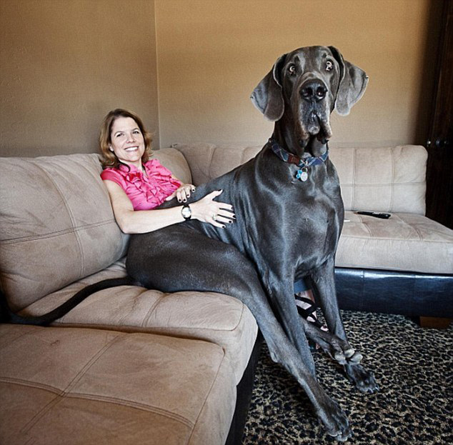 Muere el perro más alto del mundo