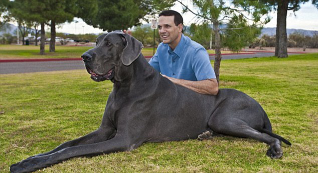 Muere el perro más alto del mundo