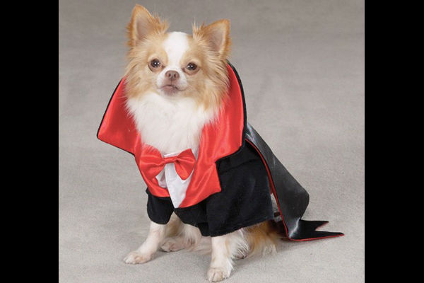 Los mejores disfraces de Halloween para tu perro