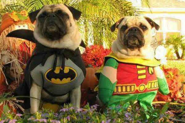 Los mejores disfraces de Halloween para tu perro