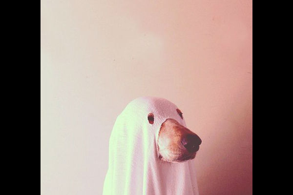 Los mejores disfraces de Halloween para tu perro