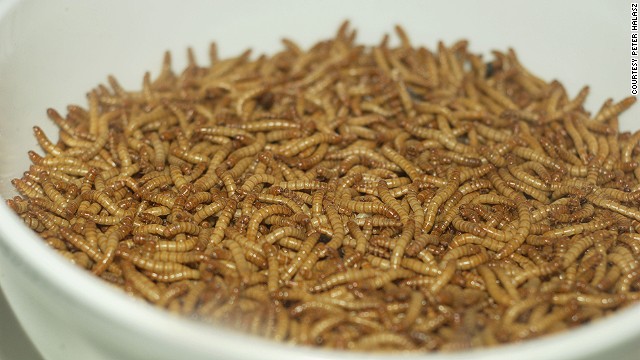 Mosca Blanca, Holanda