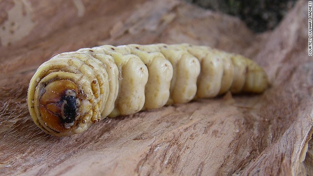 Larvas de Holcocerus, Australia