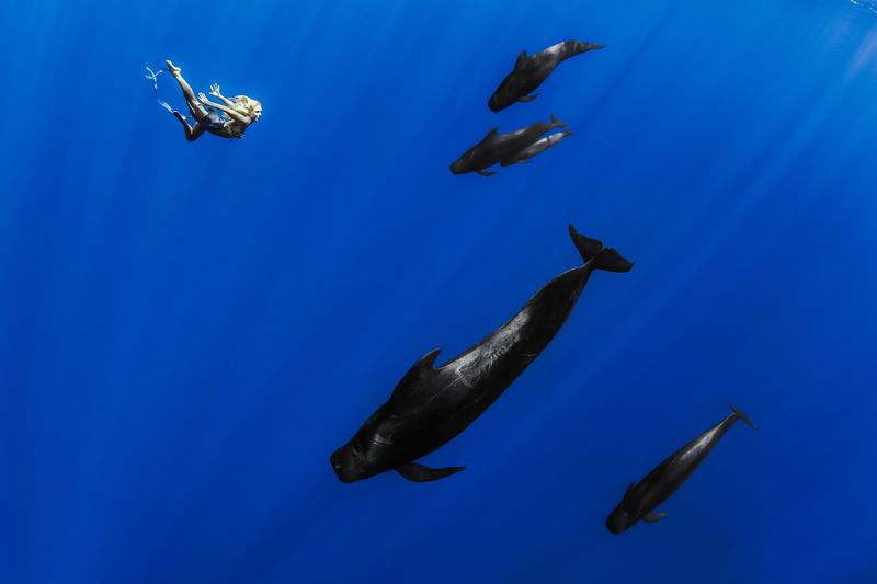 Nuevas fotos de la sirena de la vida real Hannah Fraser &#8220;bailando&#8221; con ballenas