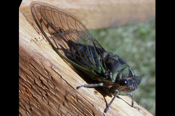 La cigarra. El canto de estos pequeños insectos puede ser escuchado a más de 2 km de distancia y lo utilizan para atraer a las hembras.