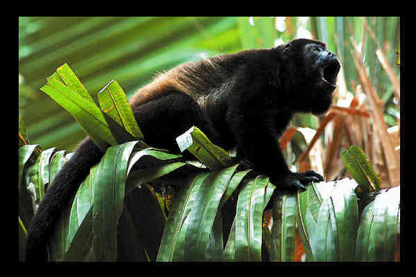 El mono aullador. El aullido de estos primates puede alcanzar los 5km de distancia y los 128 dB.