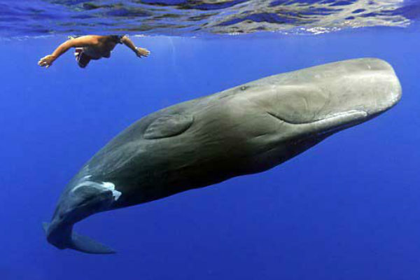 El cachalote. El chasquido de estos animales duran entre 15 y 30 milisegundos; es el sonido más intenso producido por un animal.