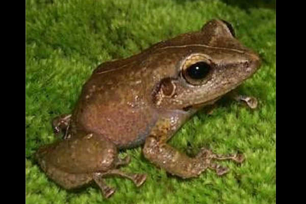 Rana coquí común. Este tipo de ranas cantan y son sólo los machos los que pueden hacer este ruido. Emiten este sonido cuando son perturbadas en su refugio diurno como defensa.