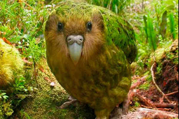 El kakapu. Este animalito es una de las especies de loros, sin embargo, el Kákapu se caracteriza por no poder volar. El sonido que emite lo utiliza como llamada de apareamiento y puede cubrir una distancia de más de 6 km.